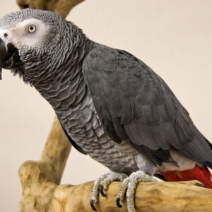 african grey Parrots for sale