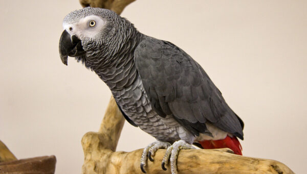 african grey Parrots for sale