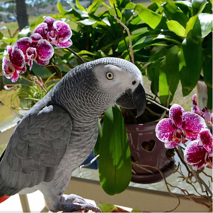 african grey parrots for sale