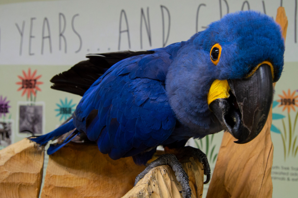 Hyacinth Macaws for sale