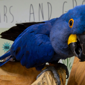 Hyacinth Macaws for sale