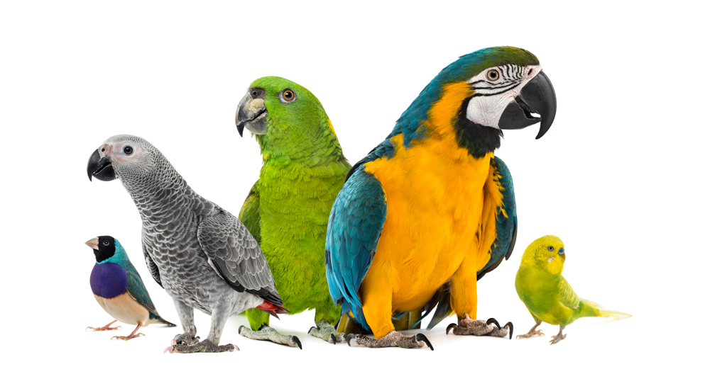 Parrots For Sale Online