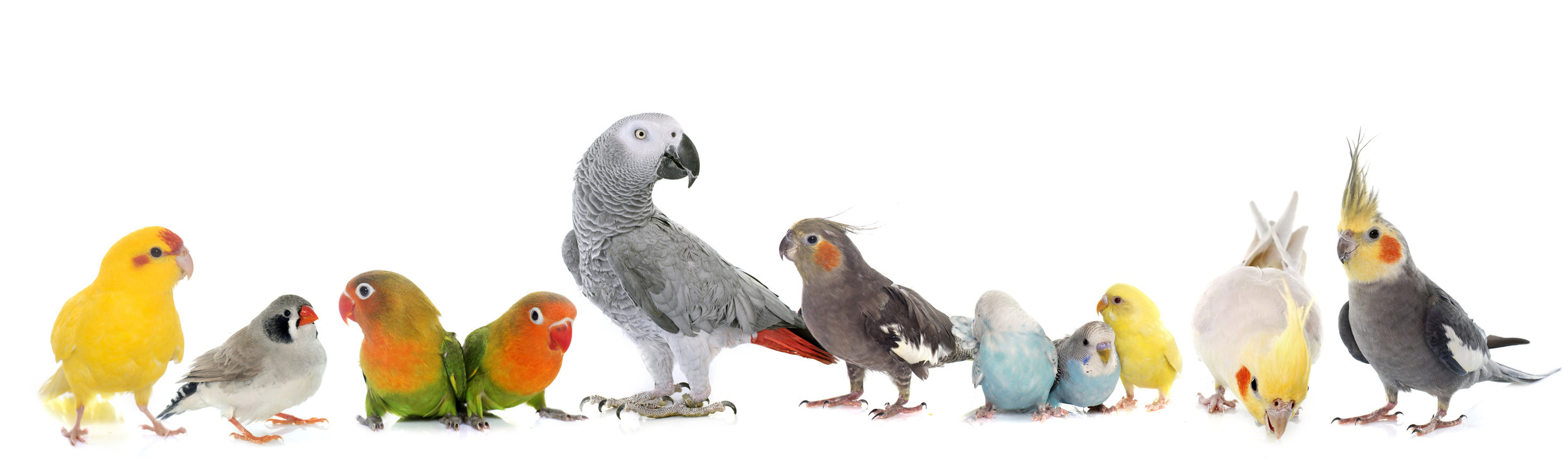 parrots for sale