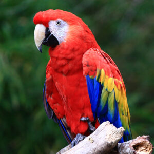 scarlet macaws for sale