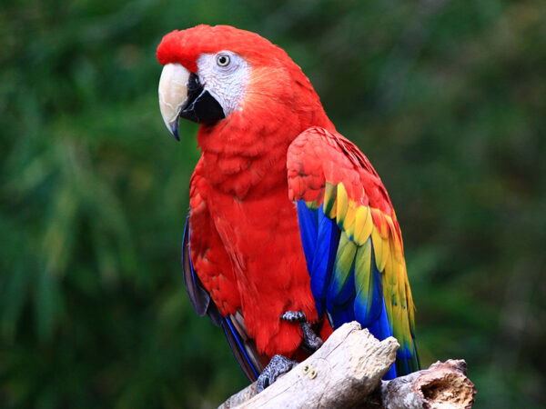 scarlet macaws for sale