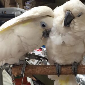 Umbrella Cockatoos for sale