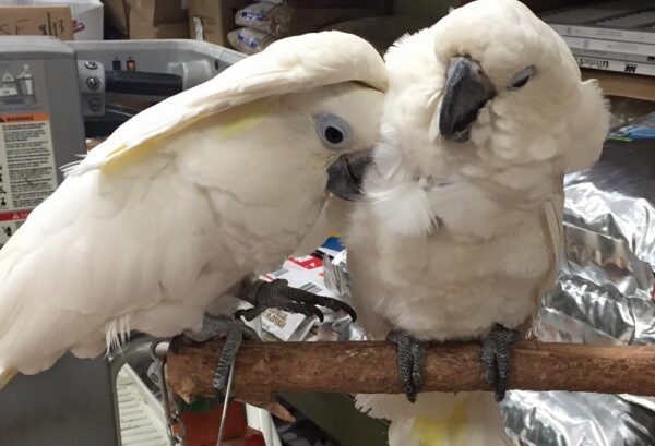 Umbrella Cockatoos for sale