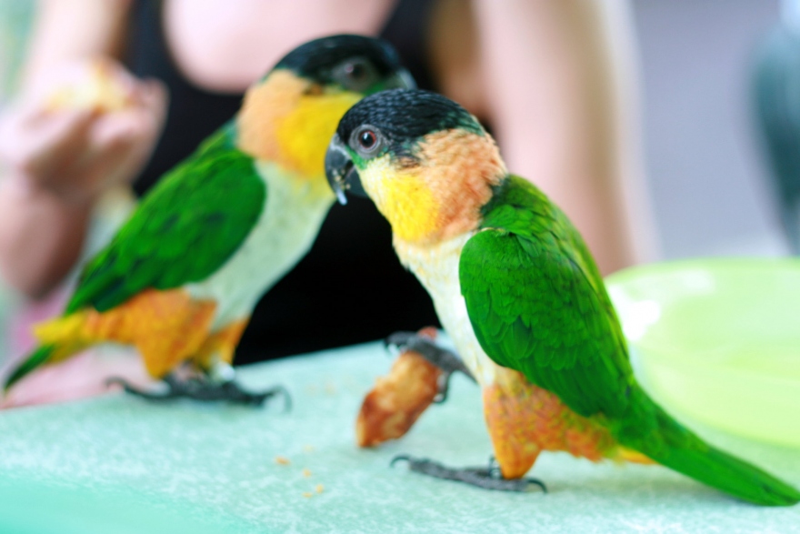 black headed caique for sale