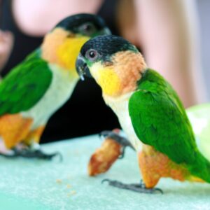 black headed caique for sale