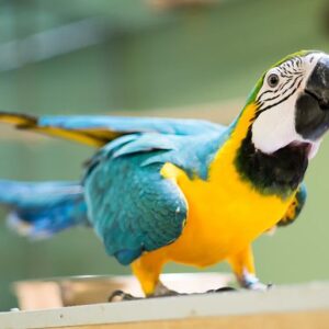 blue and gold macaws for sale