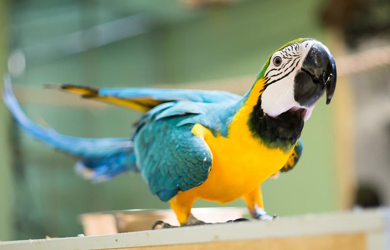 blue and gold macaws for sale
