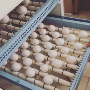 parrot eggs for sale