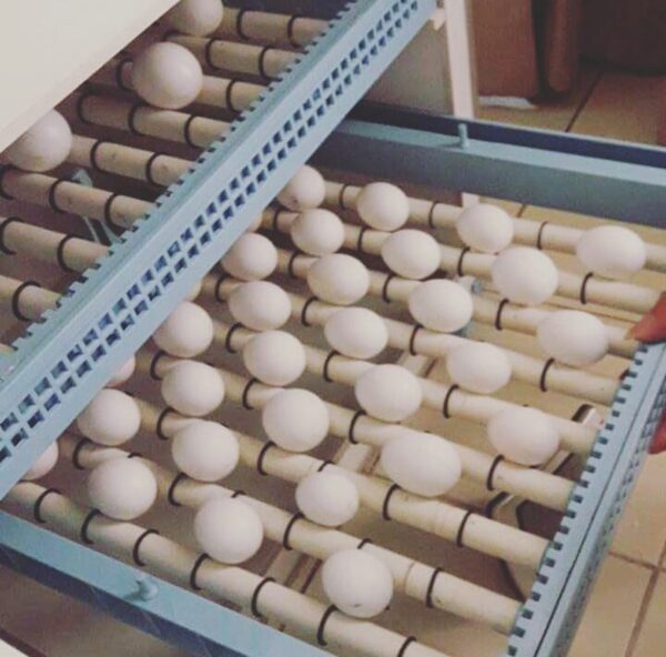 parrot eggs for sale