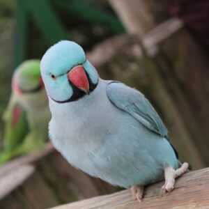 indian ringneck for sale