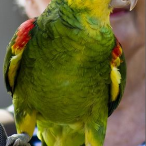 Double Yellow Headed Amazon Parrot for sale