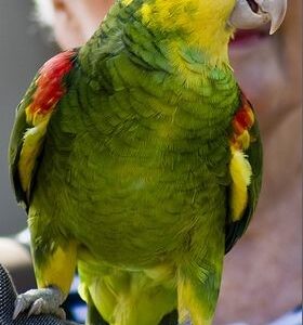 Double Yellow Headed Amazon Parrot For Sale